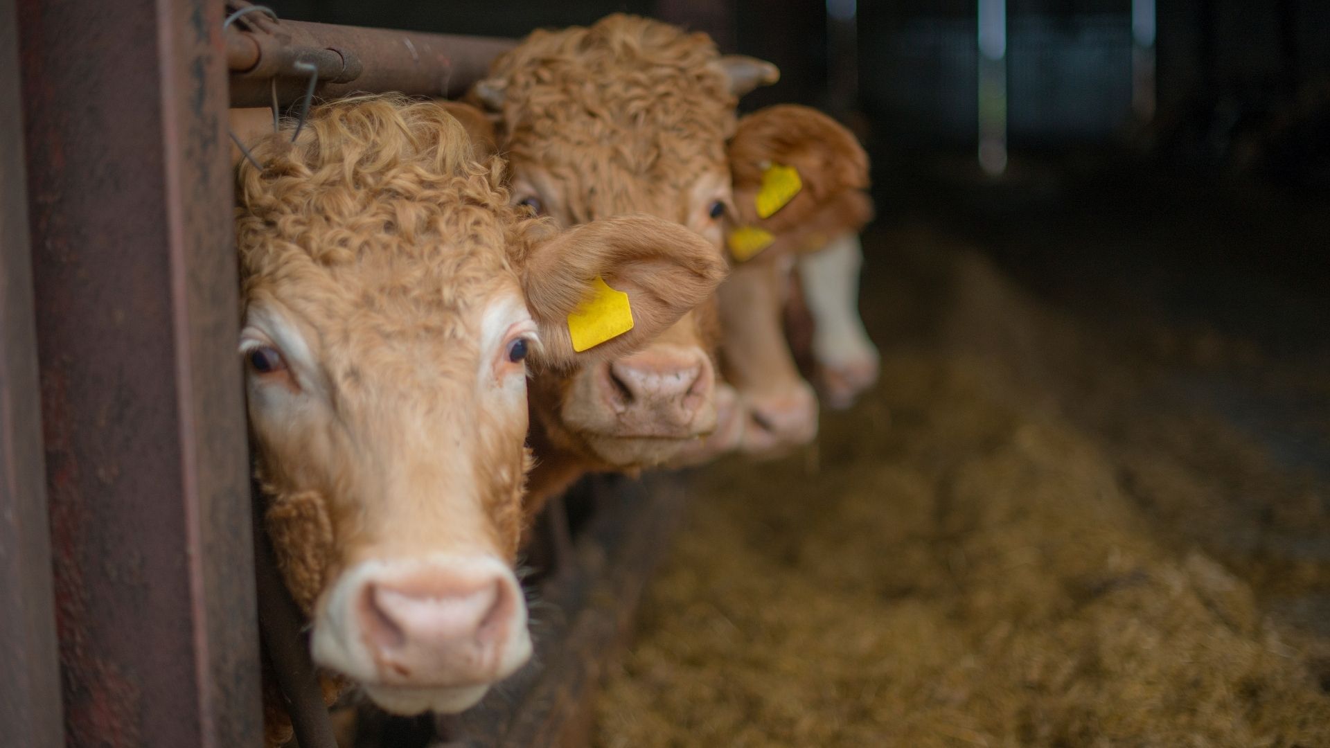 Accertamento delle violazioni in materia di alimenti mangimi salute e benessere animale prodotti fitosanitari e pesticidi