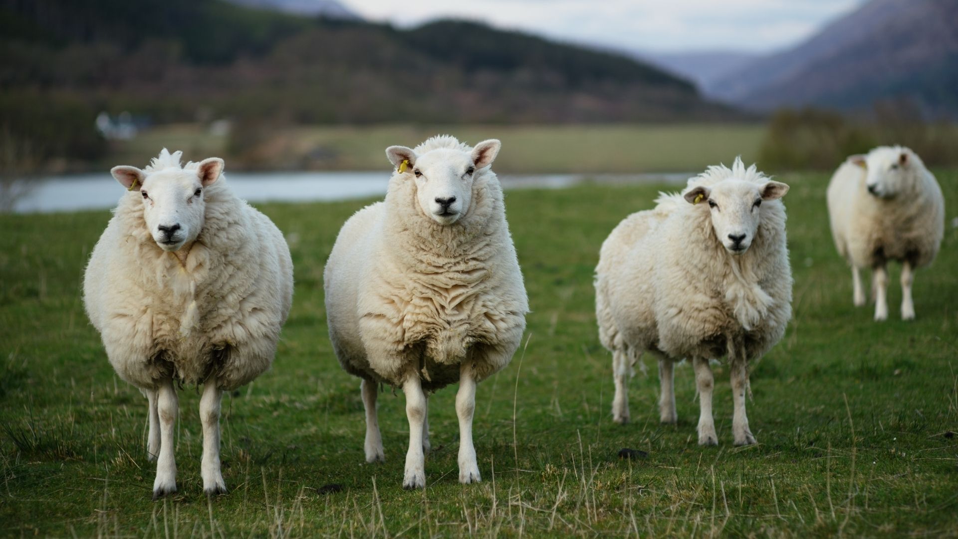 Anagrafe Zootecnica. Attivazione della funzionalita di registrazione automatica in BDN delle movimentazioni di ovicaprini e suini da modello 4 informatizzato.