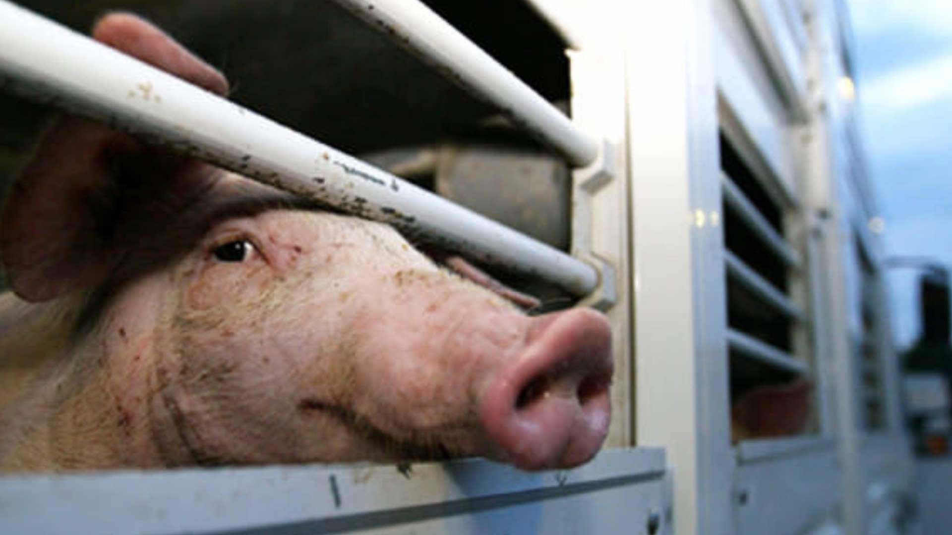 Trasporto Animali Vivi