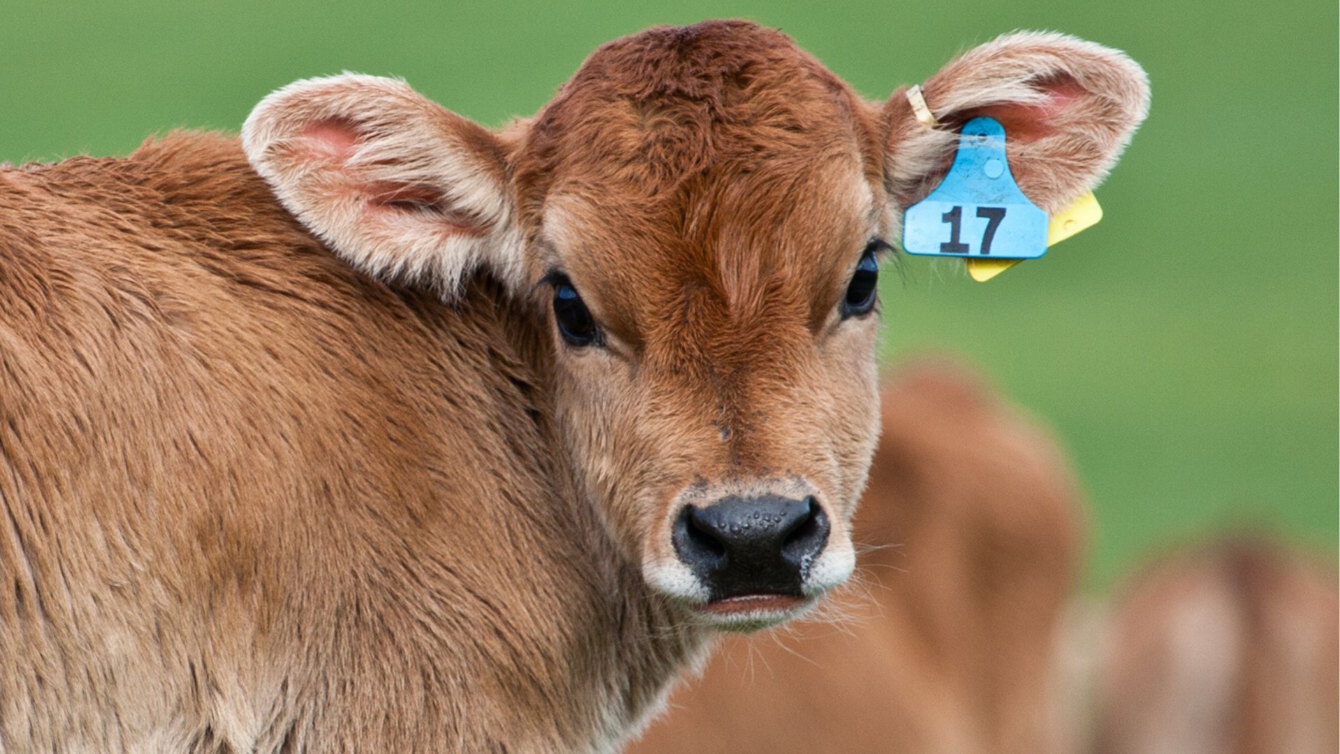 Trasporti vitelli vivi tra Austria e Italia. Accordo bilaterale tra il Ministero della Salute italiano e il Ministero Federale del Lavoro austriaco.